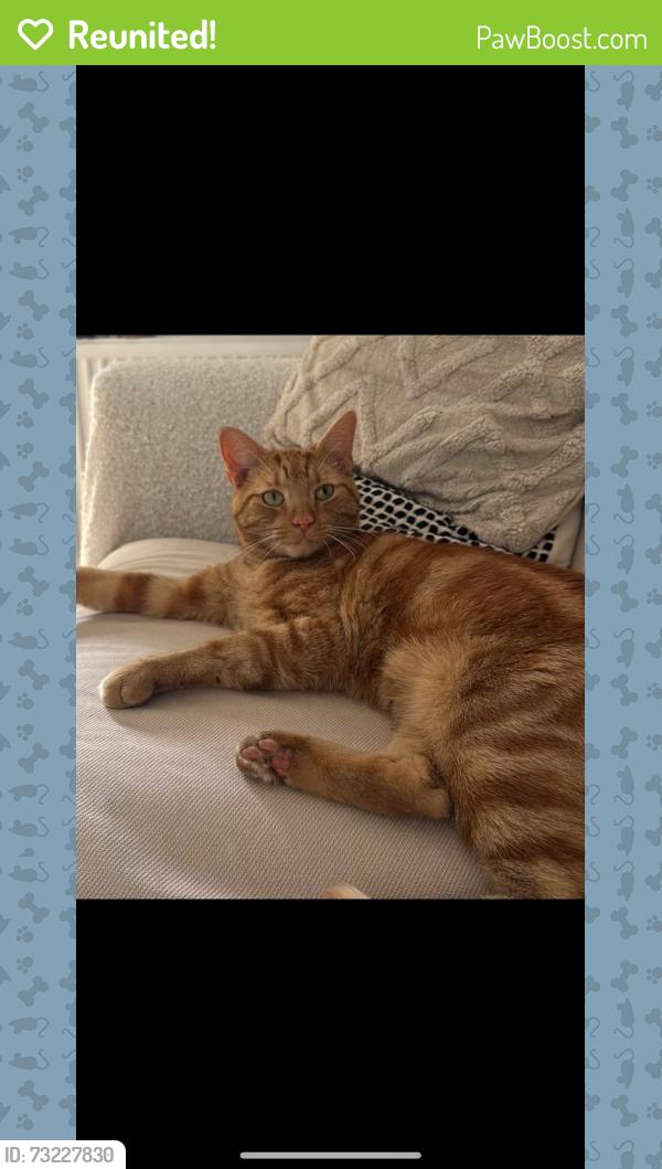 Reunited Male Cat last seen wandsworth, Greater London, England 