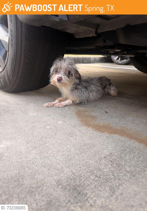 Found/Stray Female Dog last seen In apmt complex behind academy, Spring, TX 77388