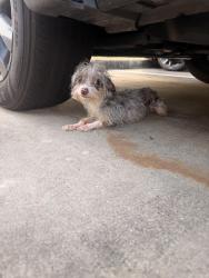 Found/Stray Female Dog last seen In apmt complex behind academy, Spring, TX 77388