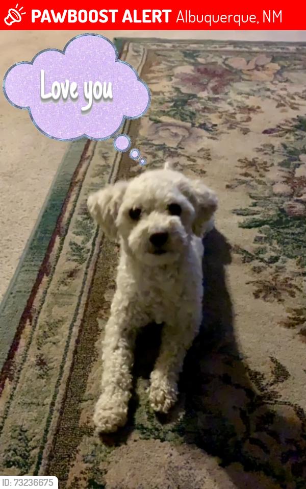 Lost Female Dog last seen Coors and old coors, Albuquerque, NM 87121