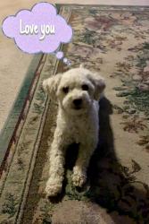 Lost Female Dog last seen Coors and old coors, Albuquerque, NM 87121