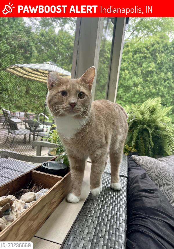 Lost Male Cat last seen 79th & Allisonville, Indianapolis, IN 46250