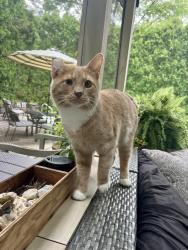 Lost Male Cat last seen 79th & Allisonville, Indianapolis, IN 46250