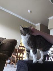 Lost Female Cat last seen West & Lockhill Selma, Castle Hills, TX 78213