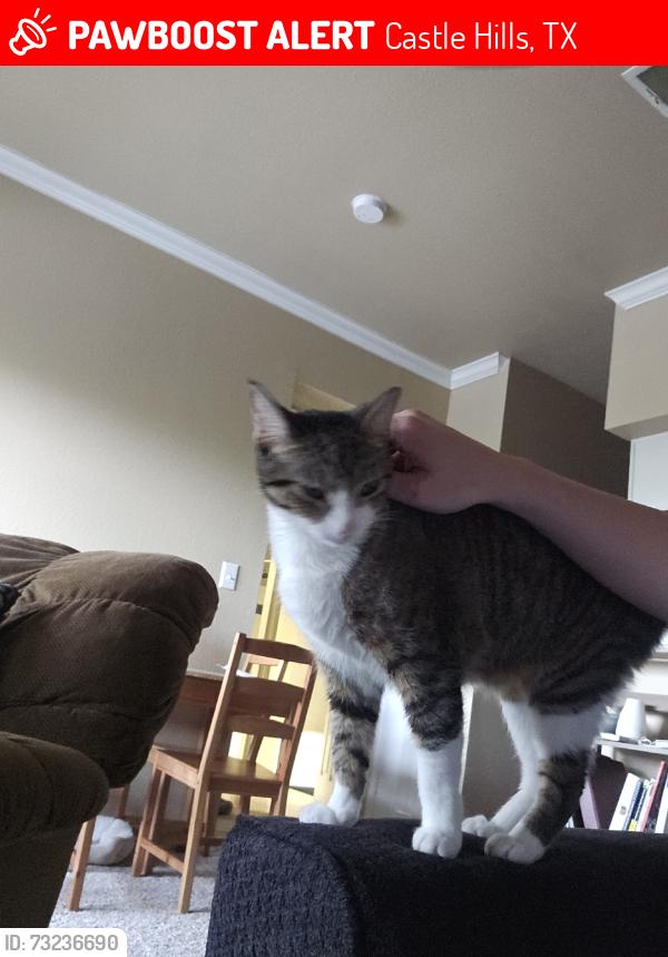 Lost Female Cat last seen West & Lockhill Selma, Castle Hills, TX 78213