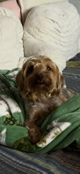Reunited Male Dog last seen Crider/mill Creek, Rocky Face, GA 30740