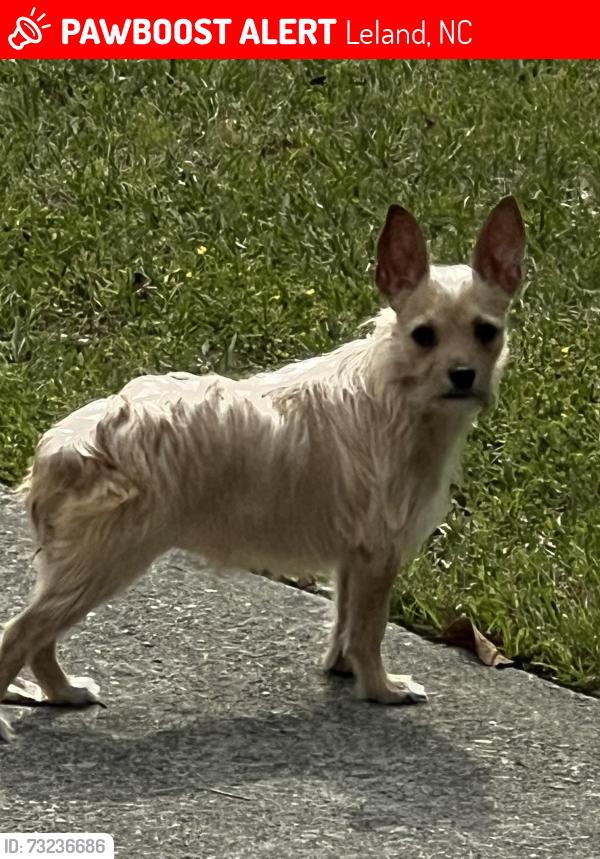Lost Female Dog last seen Near Otis dr , northwest Leland North Carolina, Leland, NC 28451