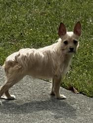 Lost Female Dog last seen Near Otis dr , northwest Leland North Carolina, Leland, NC 28451