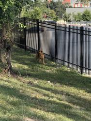 Found/Stray Unknown Dog last seen Laureate and Prue Rd (Research Dr), behind school and ran into “Network Crossing” parking lot, San Antonio, TX 78249