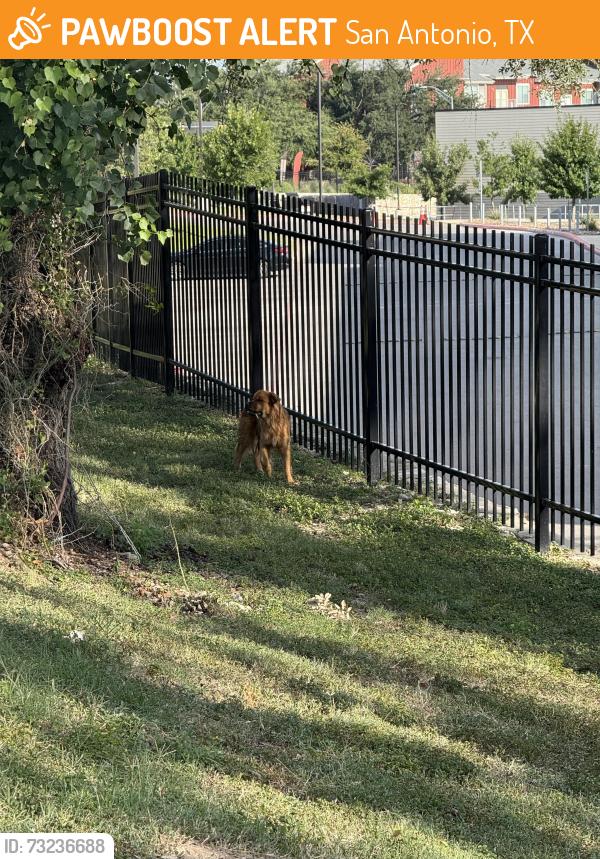Found/Stray Unknown Dog last seen Laureate and Prue Rd (Research Dr), behind school and ran into “Network Crossing” parking lot, San Antonio, TX 78249