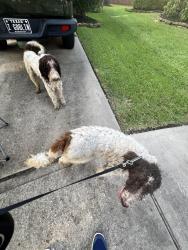 Reunited Male Dog last seen White Mountain, Atascocita, TX 77346