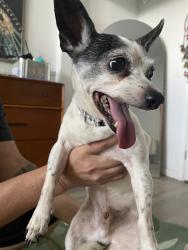 Reunited Male Dog last seen Hickory Ridge Dr, El Lago, TX 77586, USA, El Lago, TX 77586