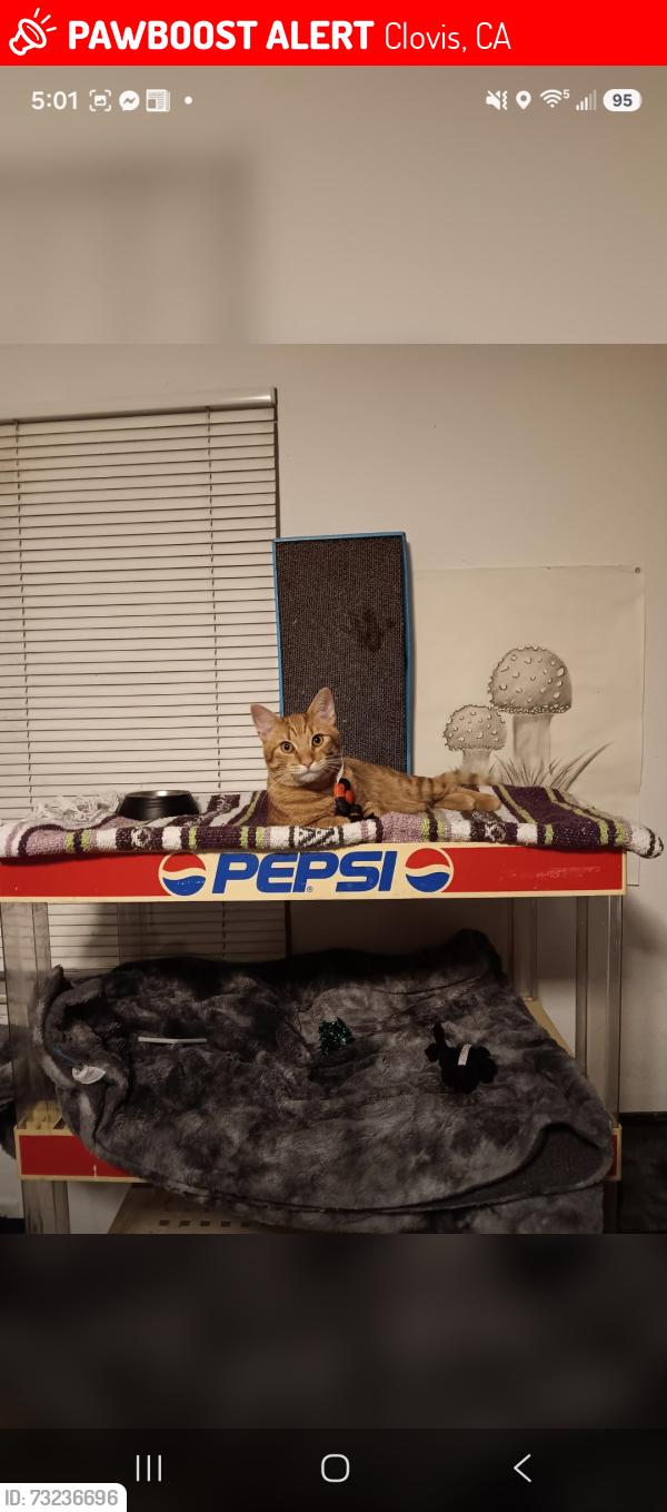 Lost Male Cat last seen Sunnyside between Bullard and Barstow, Clovis, CA 93611