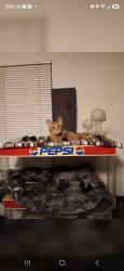 Lost Male Cat last seen Sunnyside between Bullard and Barstow, Clovis, CA 93611