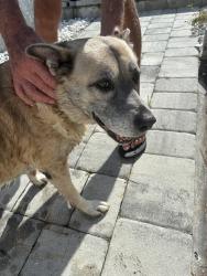 Found/Stray Female Dog last seen in lake off lady di lane, Jacksonville, FL 32246