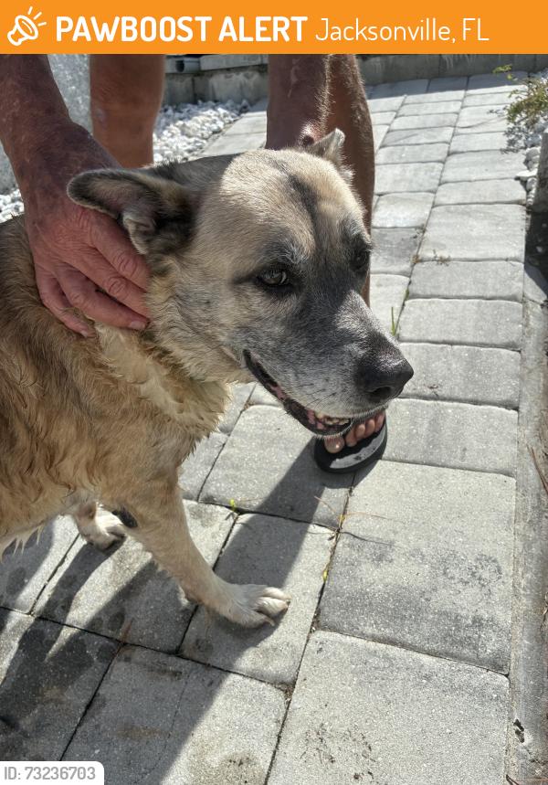 Found/Stray Female Dog last seen in lake off lady di lane, Jacksonville, FL 32246