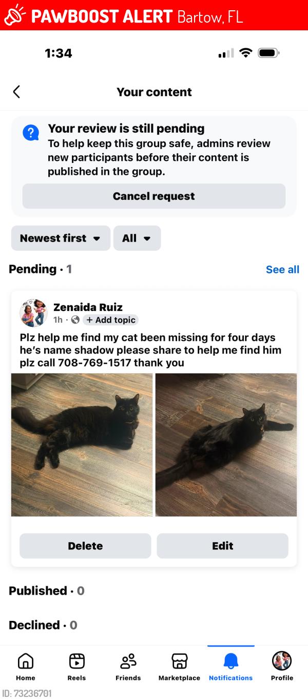 Lost Male Cat last seen Bartow, Bartow, FL 33830