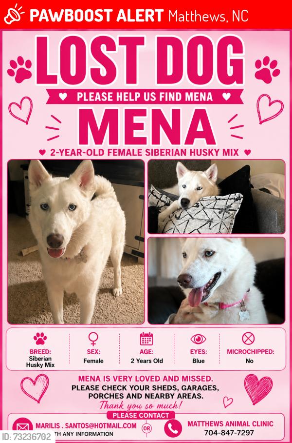 Lost Female Dog last seen Crestdale crossing dr Matthews, Matthews, NC 28105