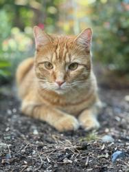 Lost Male Cat last seen Mill rd, Hampden, MA 01036