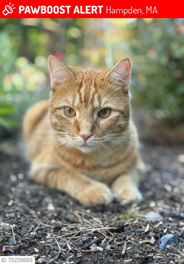 Lost Male Cat last seen Mill rd, Hampden, MA 01036