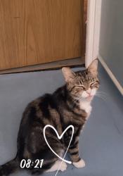 Lost Female Cat last seen Burnham village town, Burnham, England 