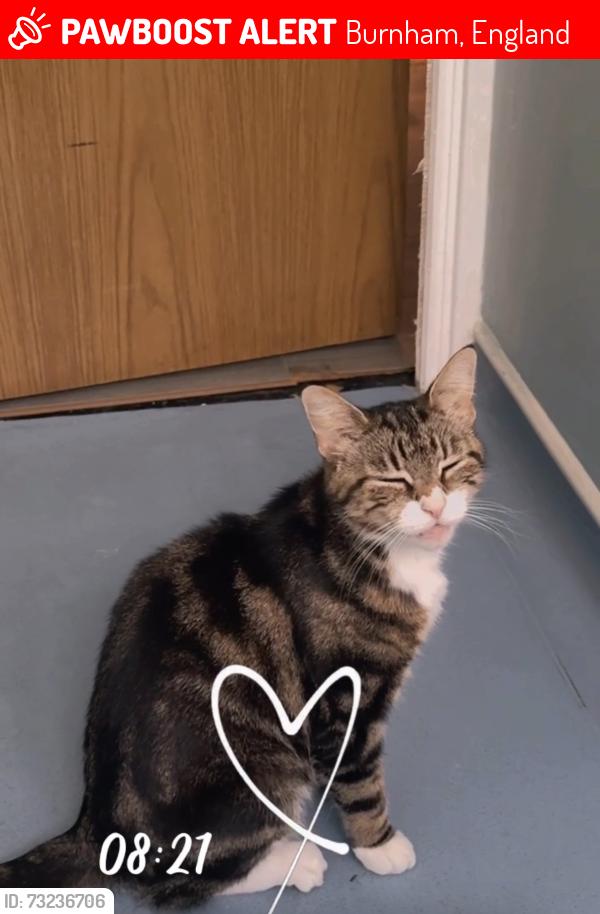 Lost Female Cat last seen Burnham village town, Burnham, England 