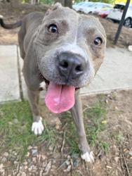 Reunited Female Dog last seen University drive, Durham, NC 27707