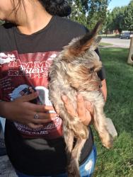 Reunited Male Dog last seen Enon Christopher race, Everman, TX 76140