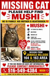 Lost Male Cat last seen 164th Street Jamaica, Hillside, Queens, NY 11367