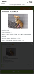 Reunited Male Dog last seen Highland and country club rd, Ralston, NE 68127