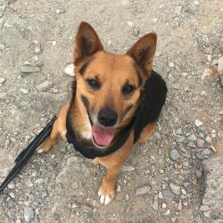 Reunited Female Dog last seen S Arizona Ave & E 32nd St, Yuma, AZ 85365