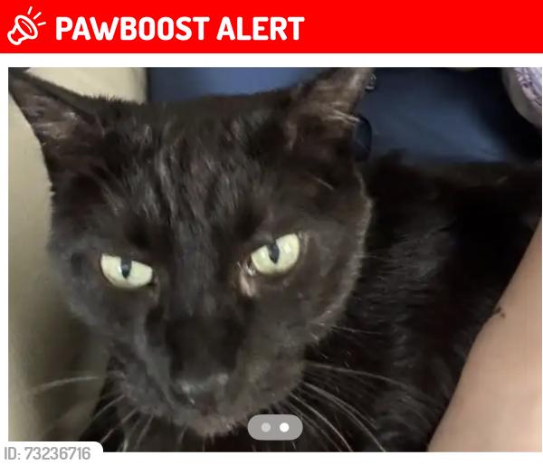 Lost Male Cat last seen Marksheffel and Platte, Colorado Springs, CO 80951