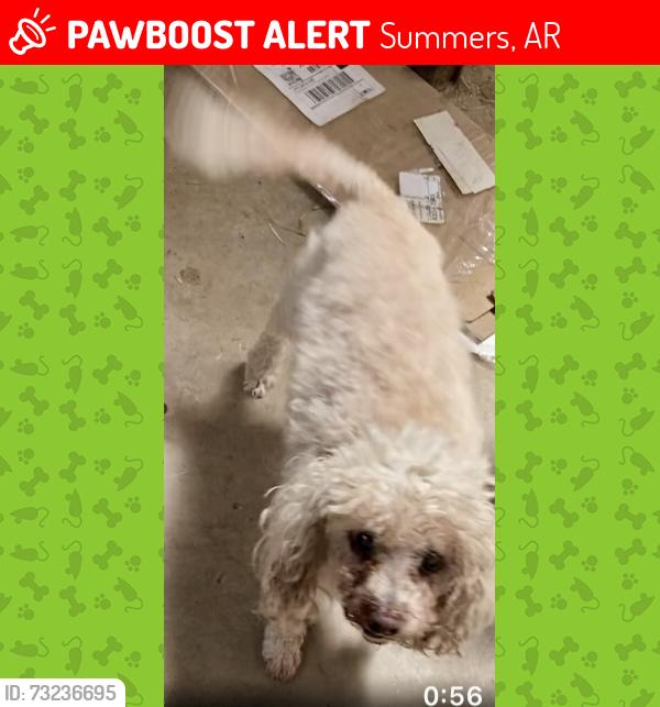 Lost Female Dog last seen AR59/62 Hiway, Summers, AR 72769