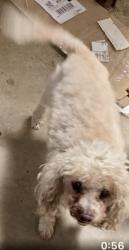 Lost Female Dog last seen AR59/62 Hiway, Summers, AR 72769