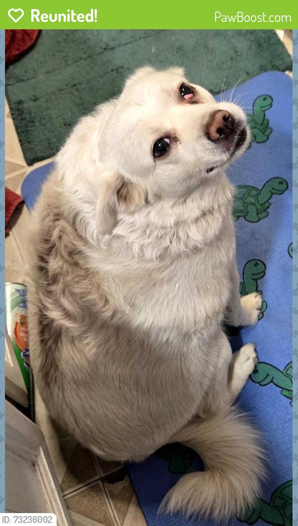 Reunited Female Dog last seen Division & 141st, Portland, OR 97236
