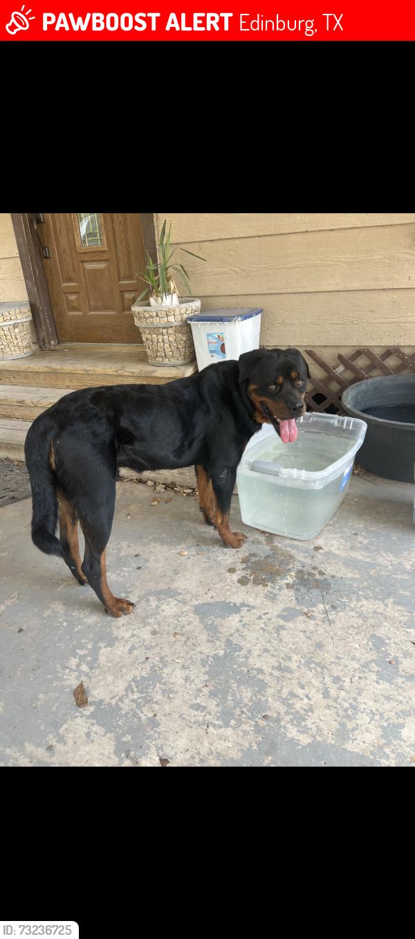 Lost Male Dog last seen Doolittle and ramseyer rd, Edinburg, TX 78539