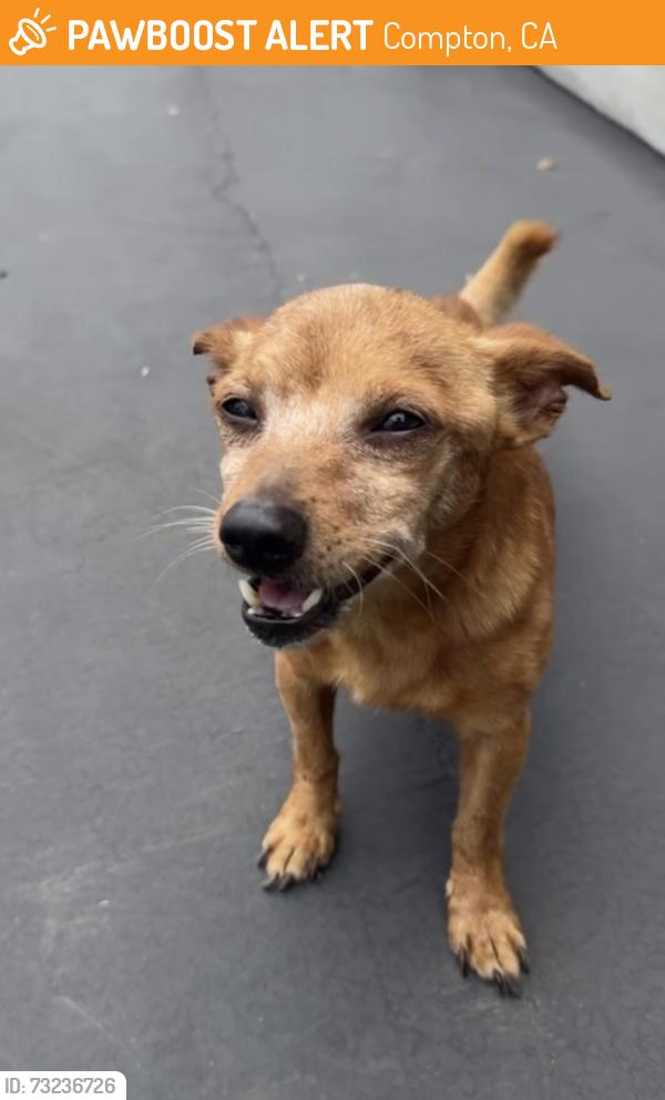Found/Stray Male Dog last seen S Wilmington Ave and Carob St, Compton, CA 90220