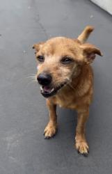Found/Stray Male Dog last seen S Wilmington Ave and Carob St, Compton, CA 90220