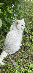 Lost Male Cat last seen Hollington crescent Mississauga On, Mississauga, ON 