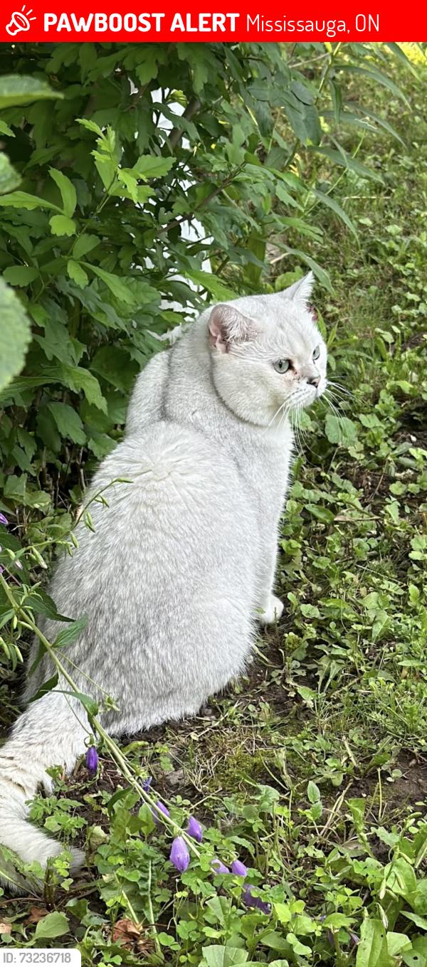 Lost Male Cat last seen Hollington crescent Mississauga On, Mississauga, ON 