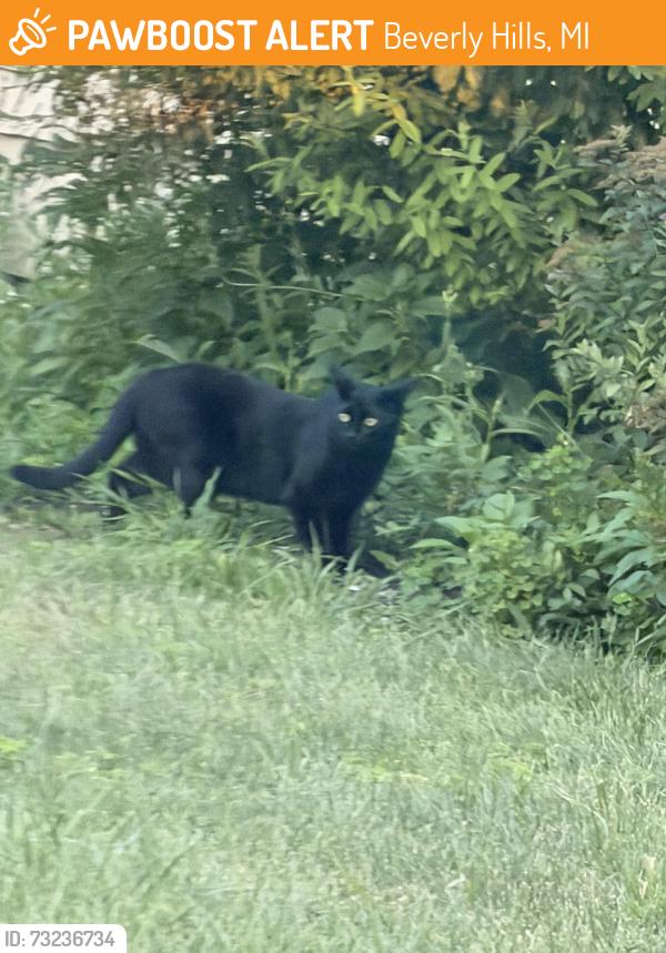 Found/Stray Unknown Cat last seen Greenfield and 14 Mile, Beverly Hills, MI 48025