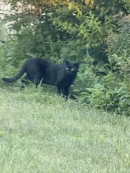 Found/Stray Unknown Cat last seen Greenfield and 14 Mile, Beverly Hills, MI 48025