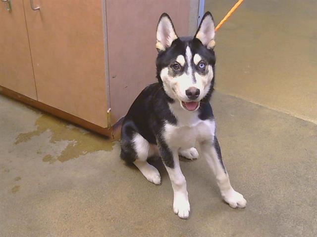 Shelter Stray Male Dog last seen VIA CASITAS/MANZANITA AVE, 95608, 3839 Bradshaw Rd, Sacramento, CA 95827, USA