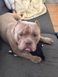 Reunited Male Dog last seen Foxworthy Ave at Kirk Ave, San Jose, CA 95124