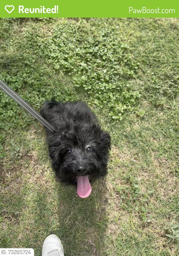 Reunited Female Dog last seen Front street and orchard lans, Midland, TX 79701