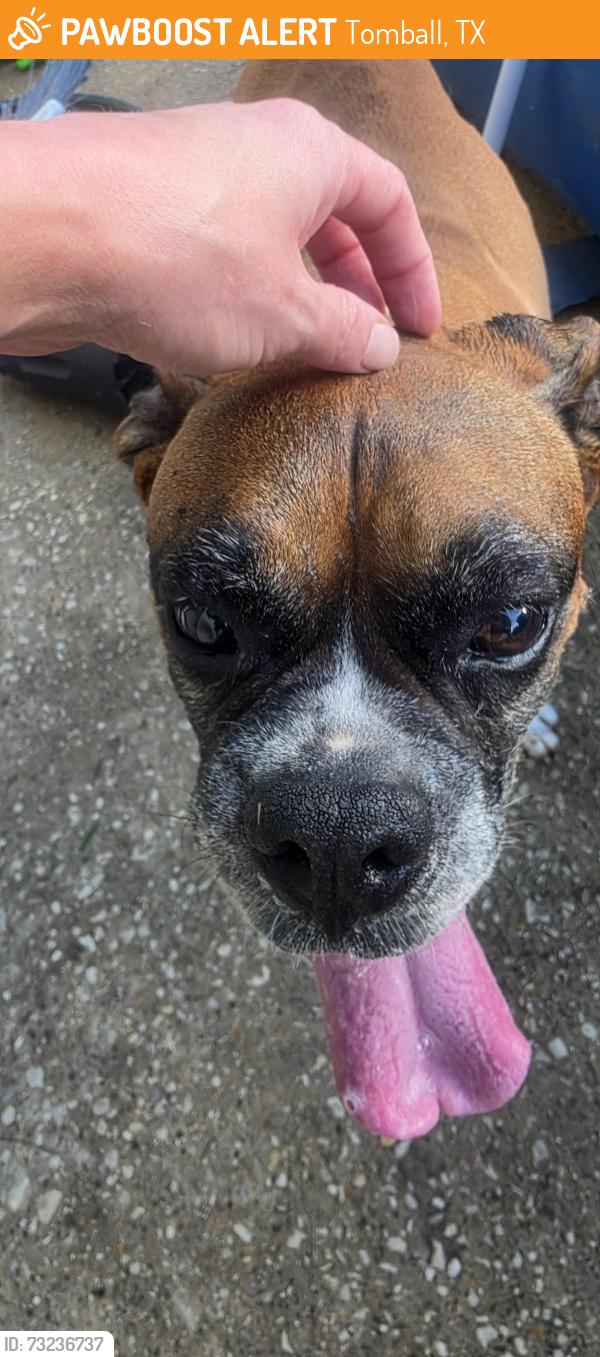 Found/Stray Unknown Dog last seen huffsmith, Tomball, TX 77375