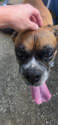 Found/Stray Unknown Dog last seen huffsmith, Tomball, TX 77375