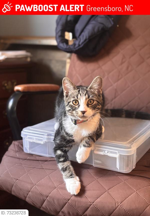 Lost Male Cat last seen Nathaniel Rd and Battleground, Greensboro, NC 27408