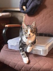 Lost Male Cat last seen Nathaniel Rd and Battleground, Greensboro, NC 27408