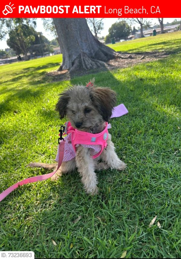 Lost Female Dog last seen APT 24, Long Beach, CA 90805